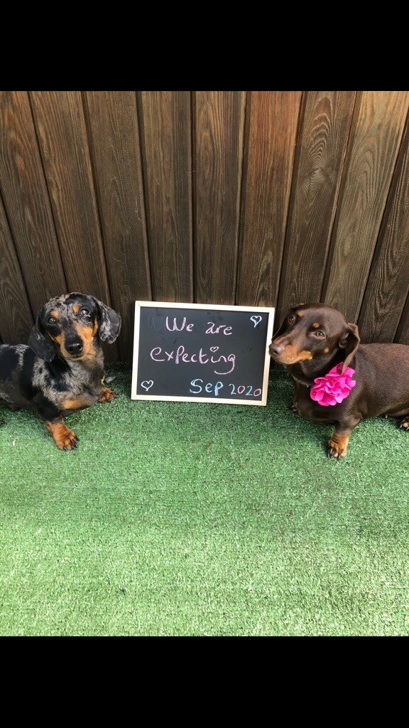kc registered dachshund breeders